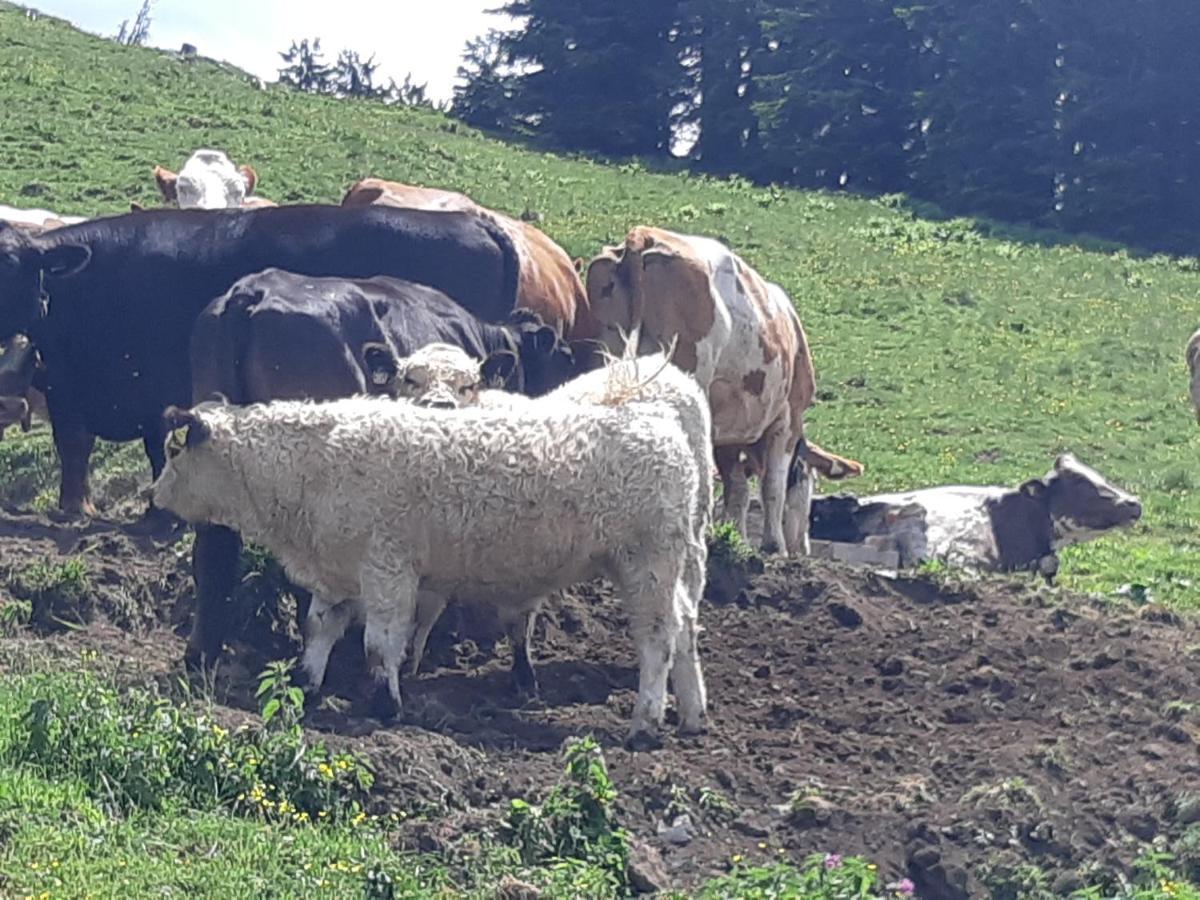 Appartement Freiraum Sankt Martin am Tennengebirge Zewnętrze zdjęcie